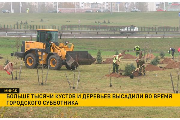 Больше тысячи кустов и деревьев высадили во время городского субботника в Минске
