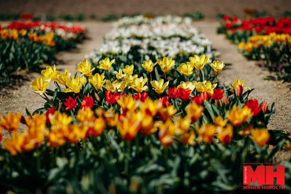 Ботанический сад приглашает полюбоваться на цветущие тюльпаны
