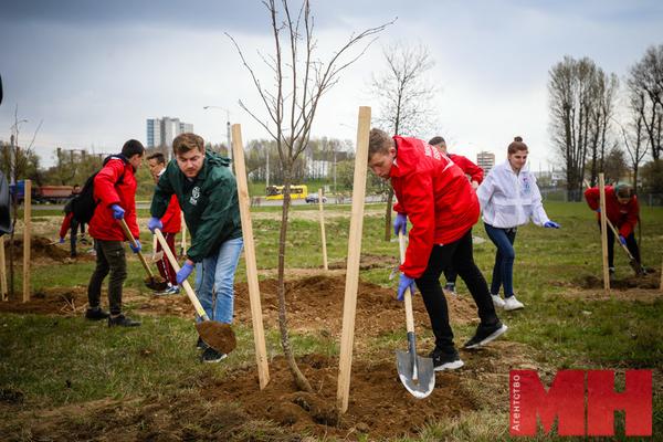 В ходе месячника по благоустройству в Первомайском районе высадили сотни деревьев и тысячи кустарников