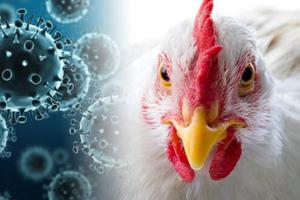 Птичий грипп: опасность возникновения пандемии…