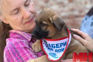 Взять кота, собаку или помочь животным. На акции «Дорога домой» в Минске можно будет найти друга