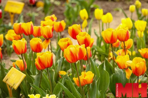 О тонкостях выращивания тюльпанов и гиацинтов расскажут в ботаническом саду 1 мая