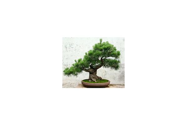 Коллекцию деревьев бонсай привезут в ботанический сад