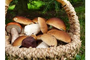 Как избежать отравления грибами. Рекомендации специалистов