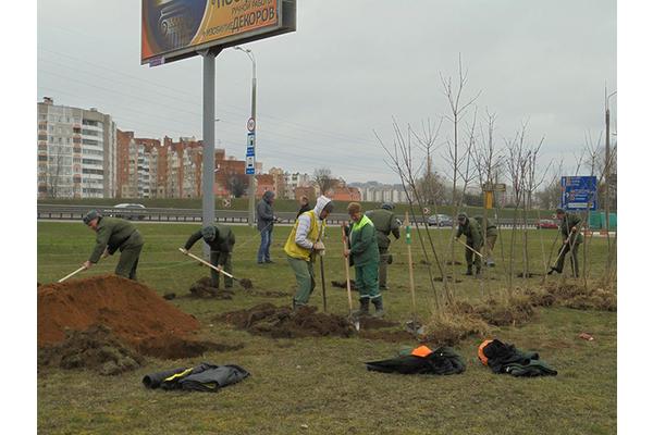 Деревья вдоль МКАД высадят на следующей неделе работники «Зеленстроя Первомайского района»