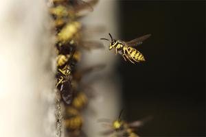 Первомайский районный отдел по чрезвычайным ситуациям предупреждает об опасности жалящих насекомых!