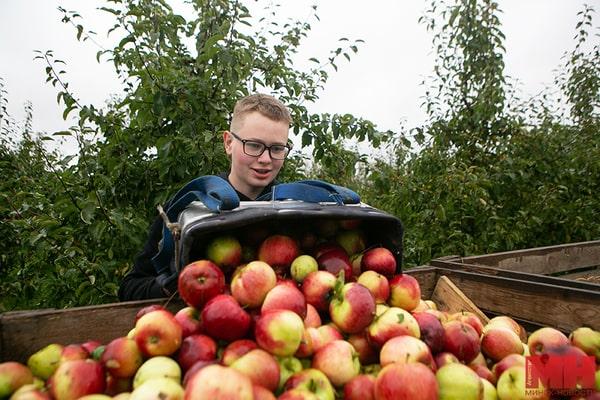 Встать в пять утра и собрать почти 15 т яблок: журналист поработала вместе со студентами на уборке урожая