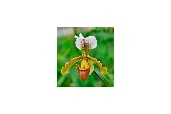 ГНУ «Центральный ботанический сад НАН Беларуси» приглашает всех посетить VII специализированную выставку – продажу Орхидей «Остров сокровищ»
