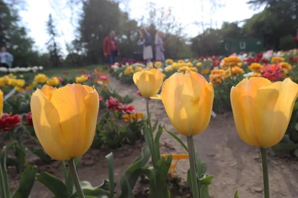 Ботанический сад радует глаз цветущими сиренью и тюльпанами в эти выходные. Фотофакт